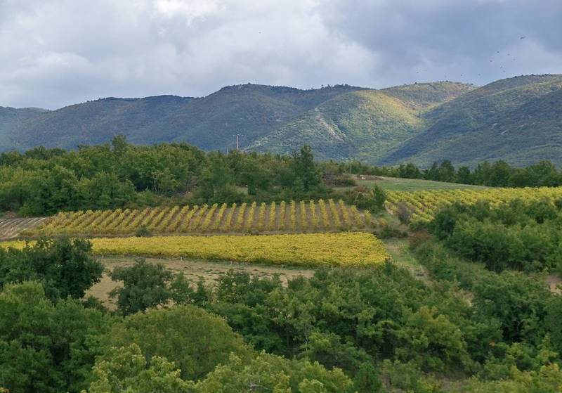 Les vignes du Luberon